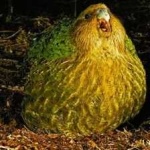 image of bird