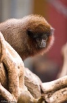 image of marmoset