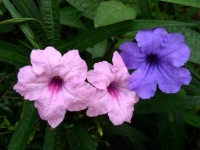 image of mexican_petunia #19