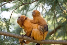 image of marmoset