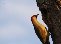 image of animal