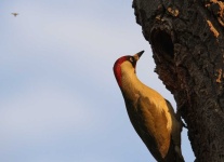 image of woodpecker #3