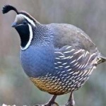 image of bird