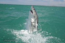 image of great_white_shark #29