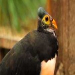 image of bird