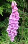 image of flower