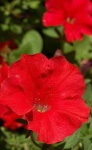 image of petunia #23