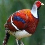 image of bird