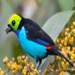 image of bird