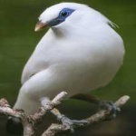 image of bali_starling #2