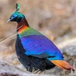 image of bird