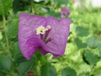 image of flower