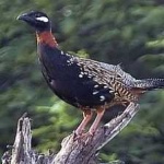 image of black_francolin #32