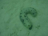 image of sea_cucumber