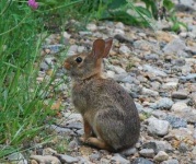 image of wood_rabbit