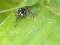 image of weevil