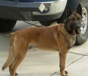 image of malinois