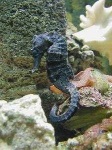 image of sea_horse