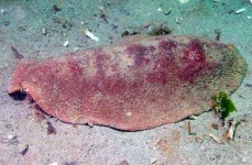 image of chiton