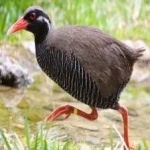 image of bird