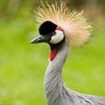 image of bird