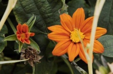 image of flower