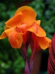 image of flower
