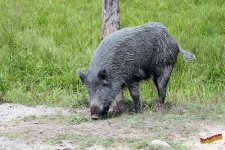 image of wild_boar
