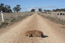 image of wombat
