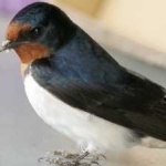 image of bird