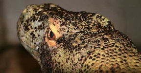 image of komodo_dragon
