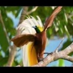 image of bird