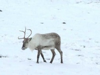 image of reindeer #48