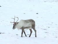 image of animal