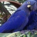 image of lears_macaw #13