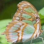 image of animal