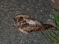 image of whip_poor_will