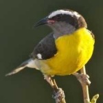 image of bananaquit #8