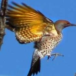 image of bird