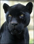 image of jaguar_car