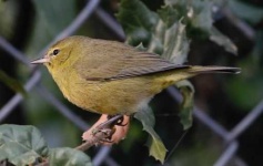 image of warbler