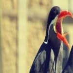 image of bird