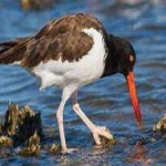 image of bird