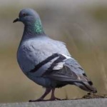 image of bird