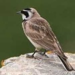 image of bird