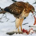 image of bird
