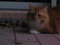 image of animal