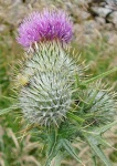 image of flower
