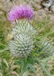 image of spear_thistle #33