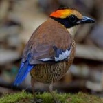 image of bird